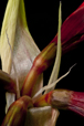 Amaryllis Emergence III
